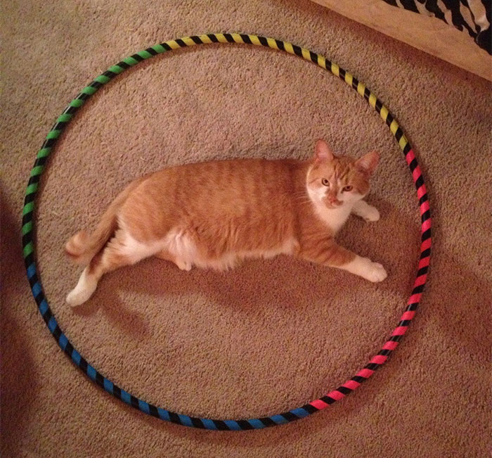 como-atrapar-gato-en-circulo-12