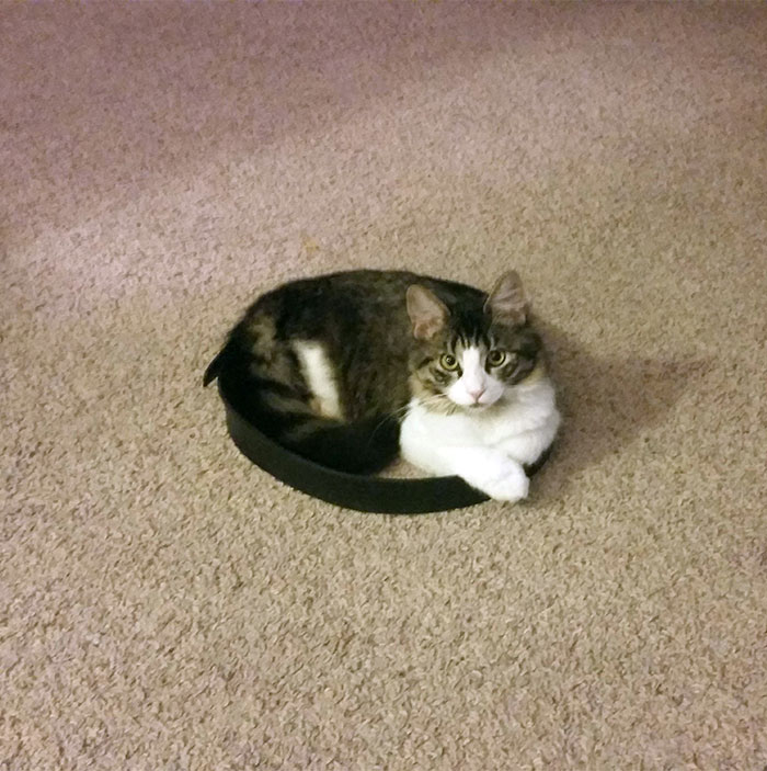como-atrapar-gato-en-circulo-13