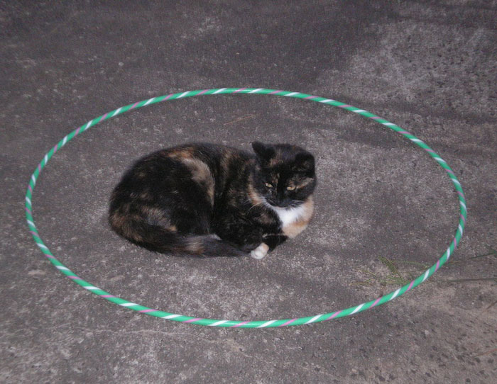 como-atrapar-gato-en-circulo-14