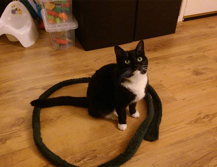 como-atrapar-gato-en-circulo-15