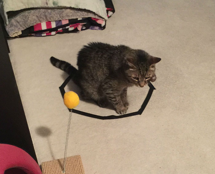 como-atrapar-gato-en-circulo-17