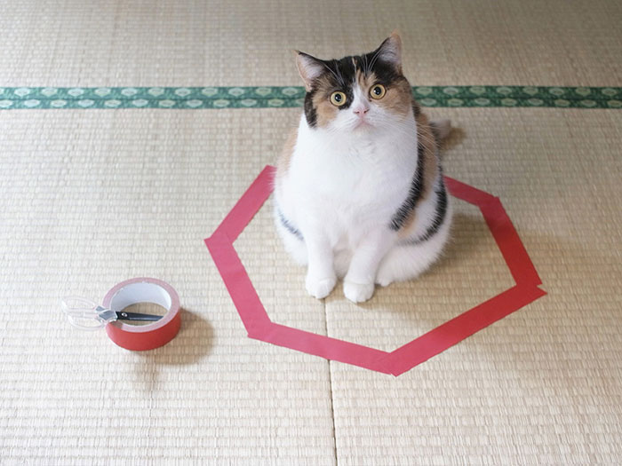 como-atrapar-gato-en-circulo-2