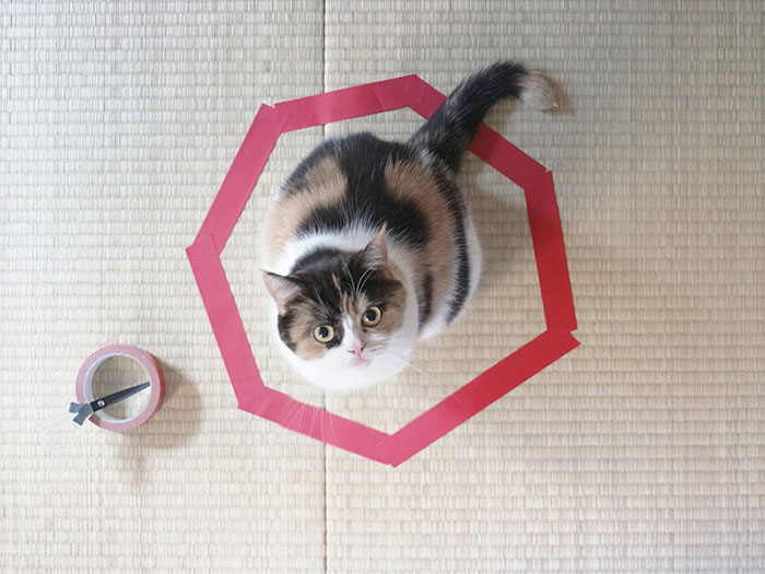 como-atrapar-gato-en-circulo-3