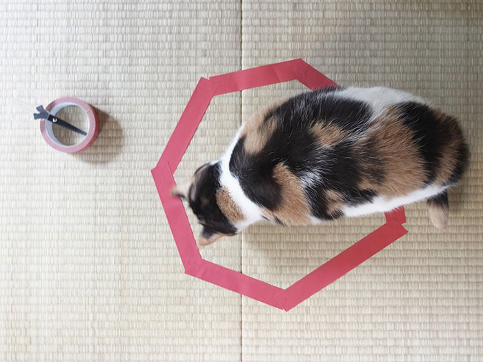 como-atrapar-gato-en-circulo-4