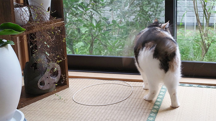 como-atrapar-gato-en-circulo-6