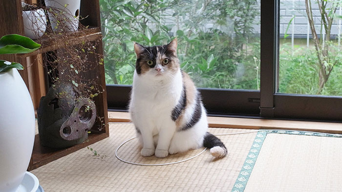 como-atrapar-gato-en-circulo-8
