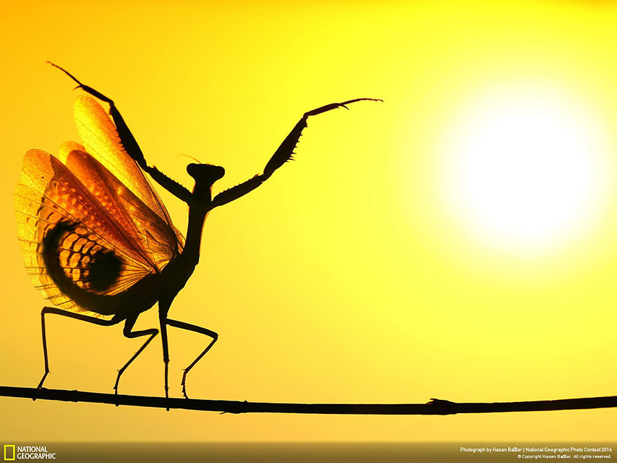 concurso-fotografico-national-geographic-2014-11
