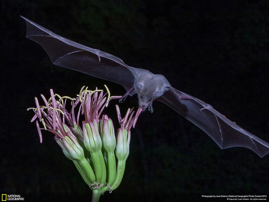 concurso-fotografico-national-geographic-2014-13