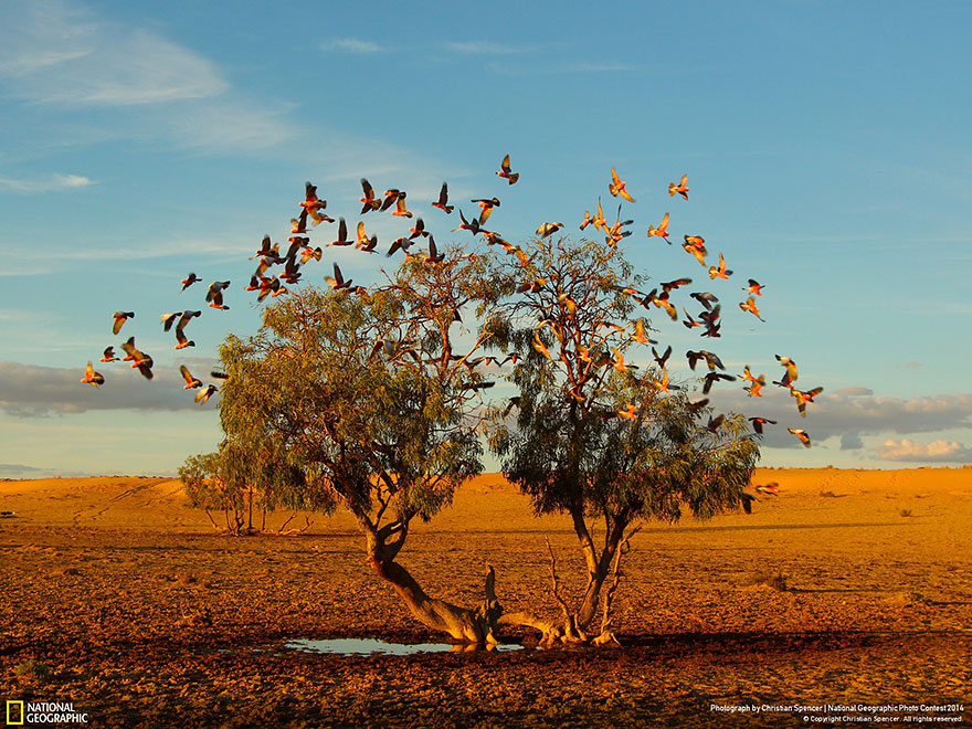 concurso-fotografico-national-geographic-2014-14