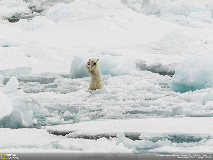 concurso-fotografico-national-geographic-2014-15