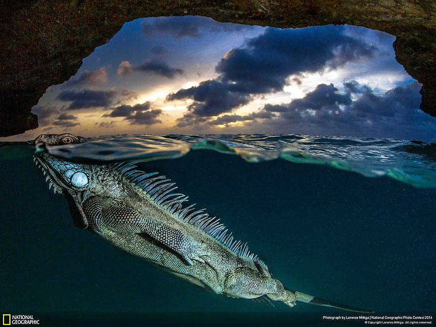 concurso-fotografico-national-geographic-2014-16