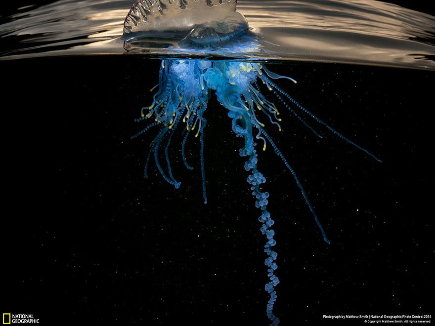 concurso-fotografico-national-geographic-2014-17