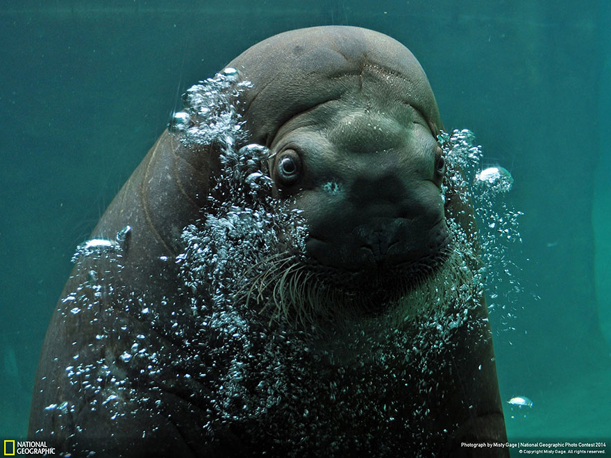 concurso-fotografico-national-geographic-2014-18