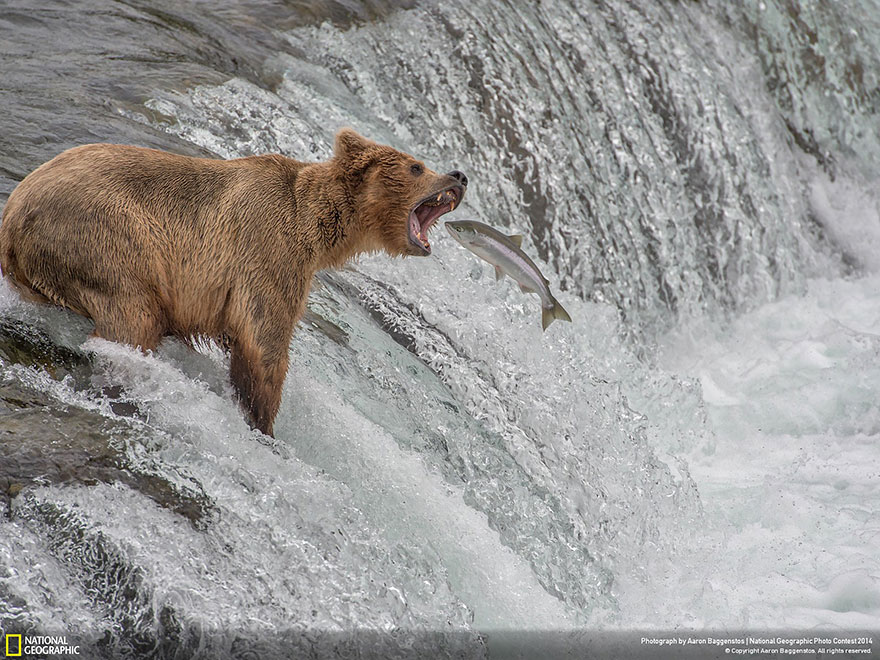 concurso-fotografico-national-geographic-2014-19