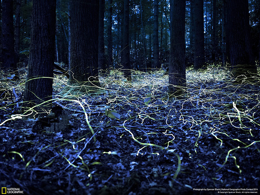 concurso-fotografico-national-geographic-2014-2