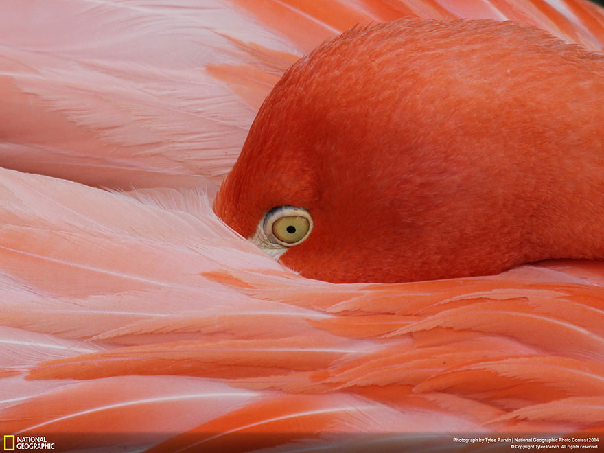 concurso-fotografico-national-geographic-2014-20