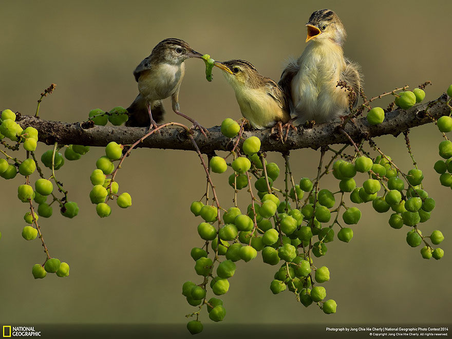 concurso-fotografico-national-geographic-2014-21