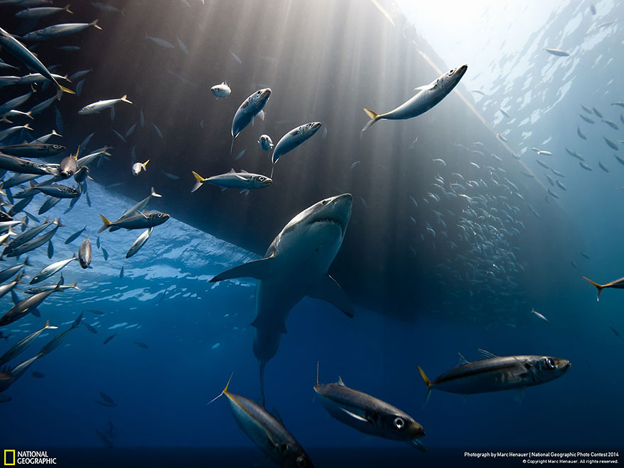 concurso-fotografico-national-geographic-2014-4