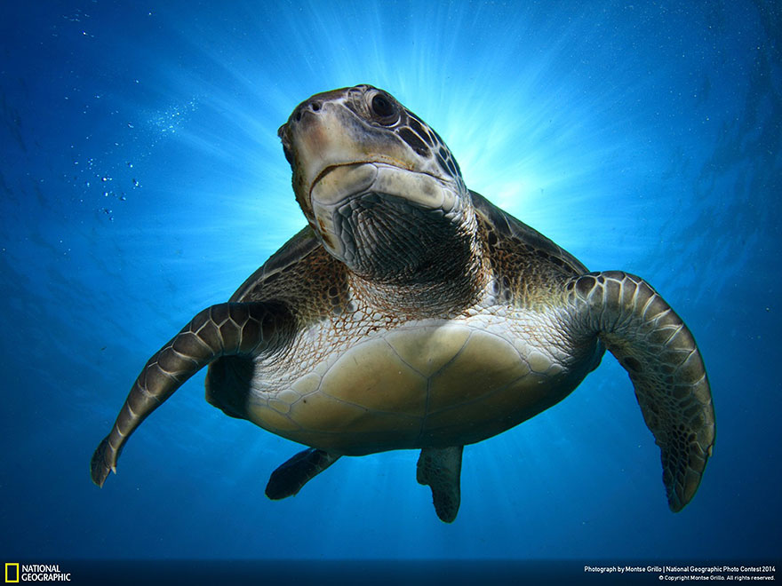 concurso-fotografico-national-geographic-2014-7
