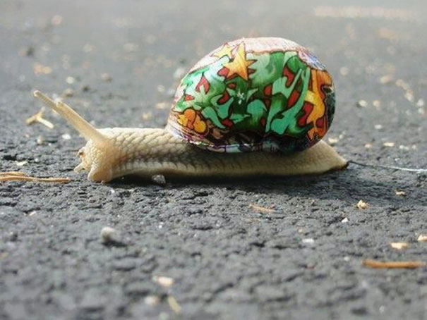 decorar-conchas-caracoles-12