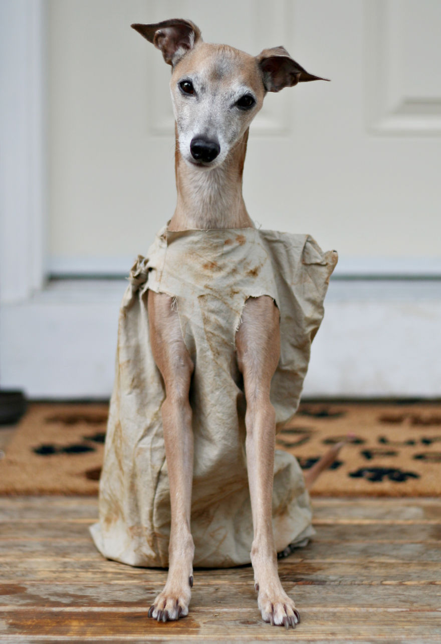 disfraz-mascotas-halloween-13__880