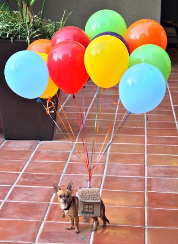 disfraz-mascotas-halloween-152__605