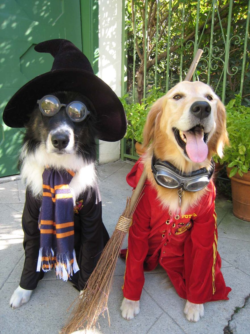 disfraz-mascotas-halloween-23__880