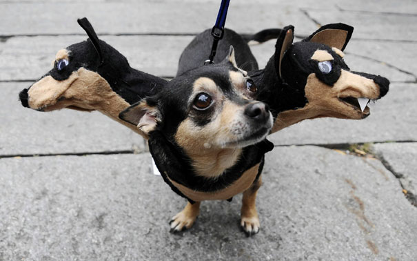 disfraz-mascotas-halloween-271__605