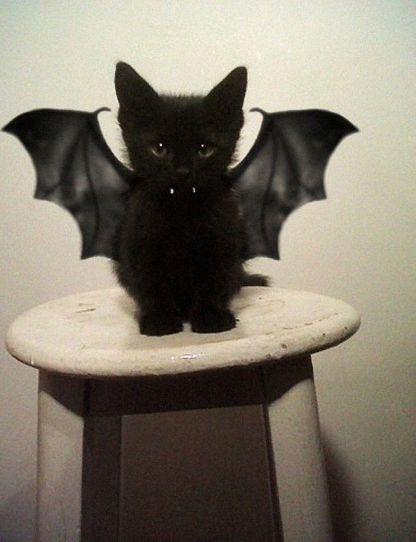 disfraz-mascotas-halloween-291__605