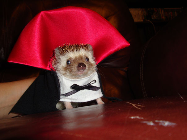 disfraz-mascotas-halloween-301__605
