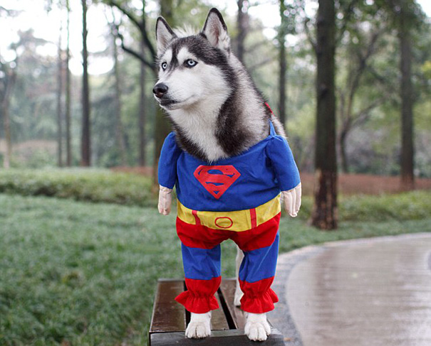 disfraz-mascotas-halloween-312__605
