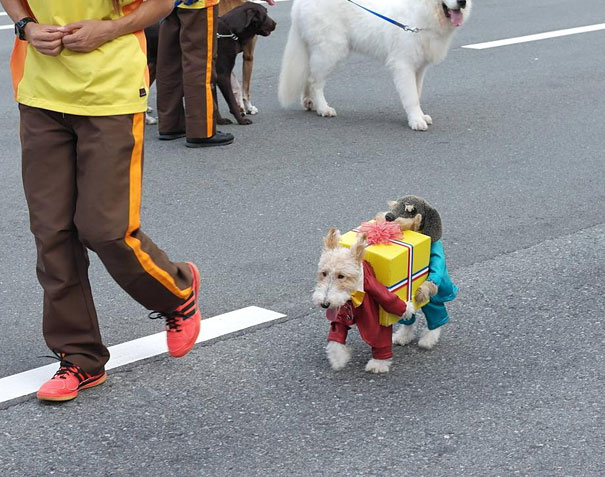 disfraz-mascotas-halloween-341__605