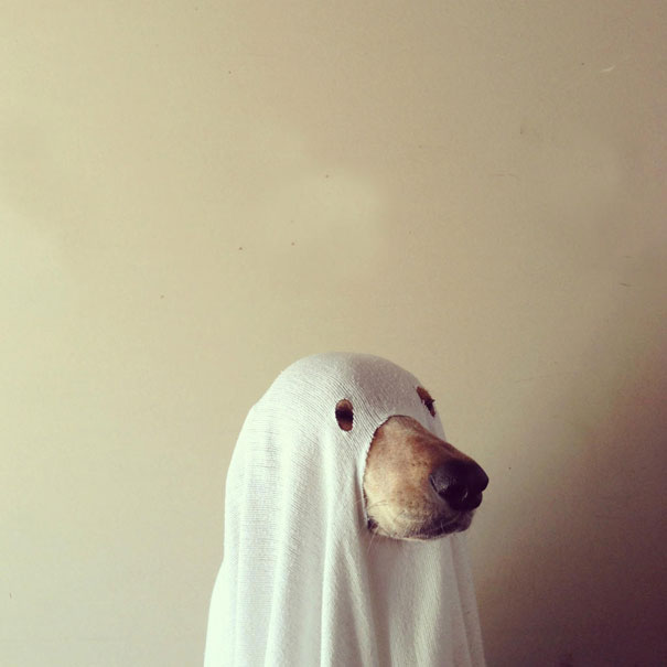 disfraz-mascotas-halloween-371__605