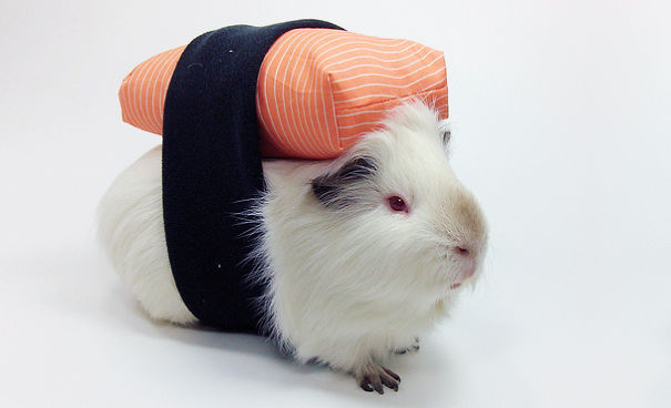 disfraz-mascotas-halloween-381__605