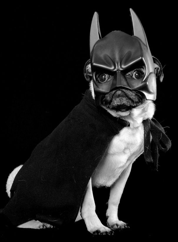 disfraz-mascotas-halloween-5__605