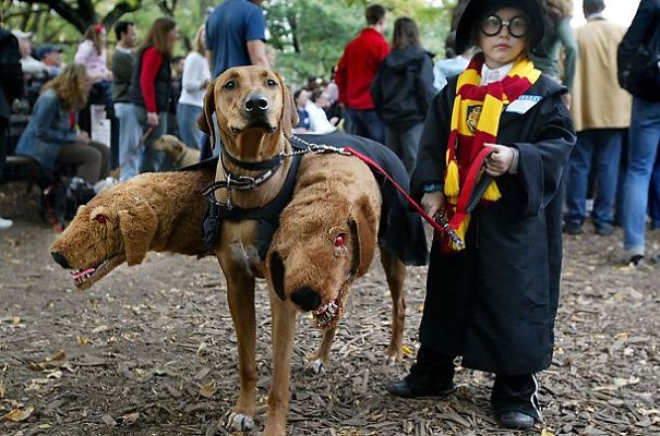 disfraz-mascotas-halloween-69__605