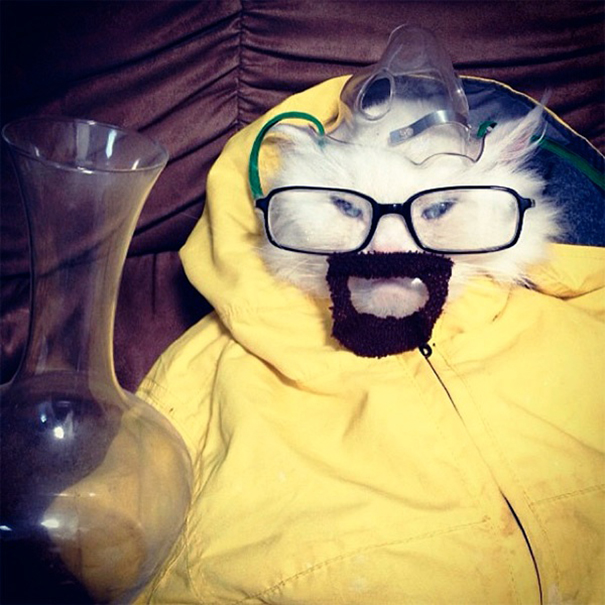 disfraz-mascotas-halloween-72__605