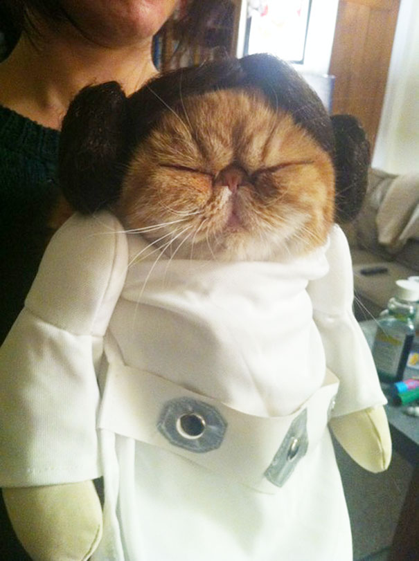 disfraz-mascotas-halloween-74__605