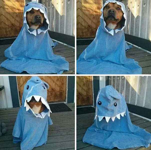 disfraz-mascotas-halloween-82__605