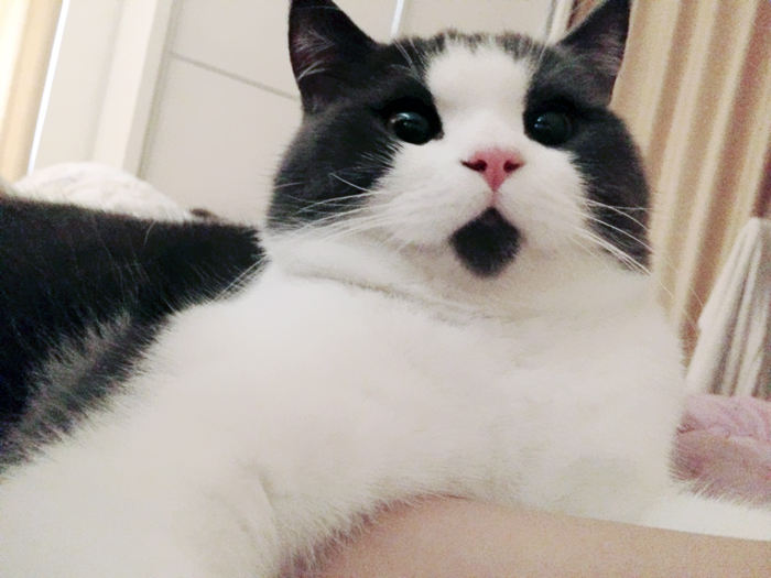divertido-gato-asombrado-1