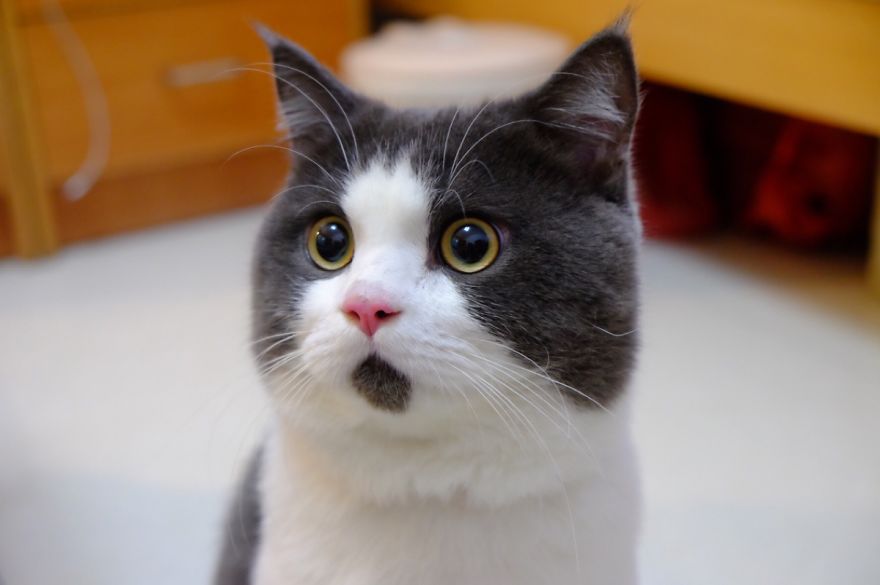divertido-gato-asombrado-1__880