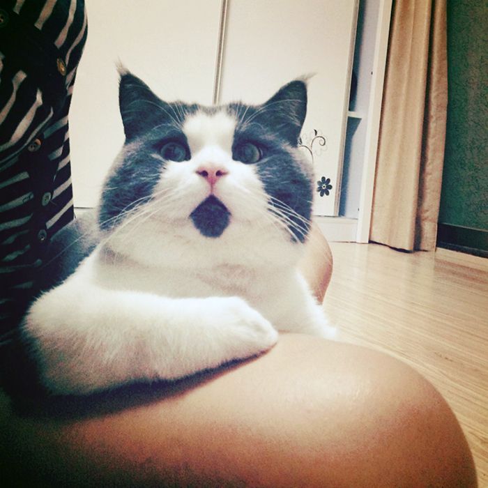 divertido-gato-asombrado-3