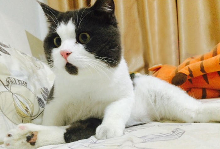 divertido-gato-asombrado-6