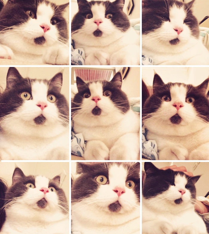 divertido-gato-asombrado-7