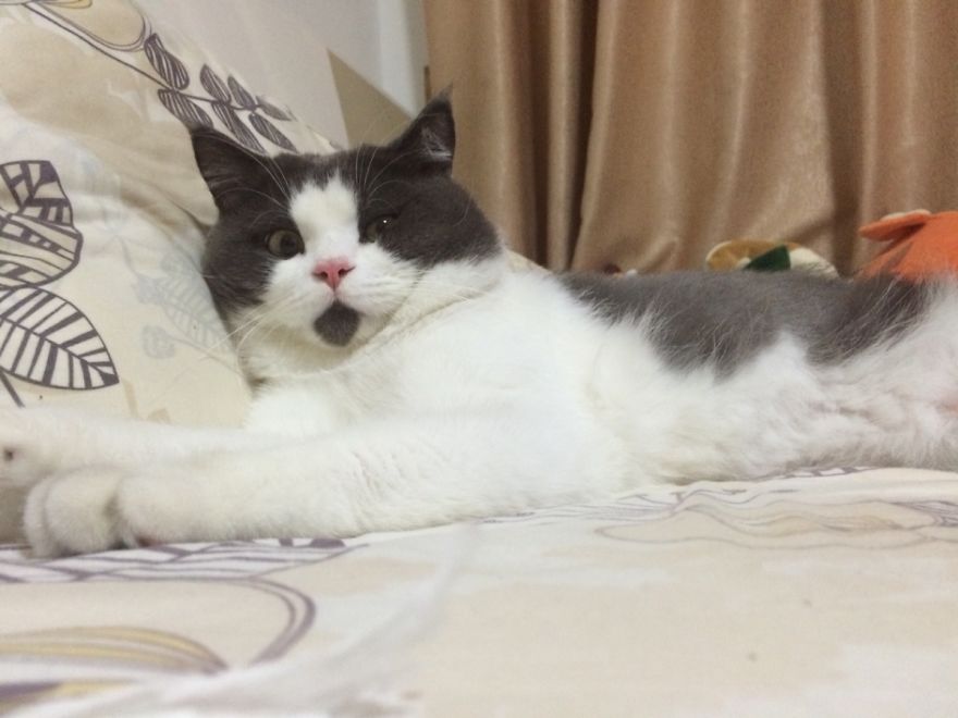 divertido-gato-asombrado-__880