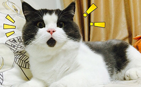 Conoce Al Gato Asombrado, Siempre Con Cara de Sorpresa