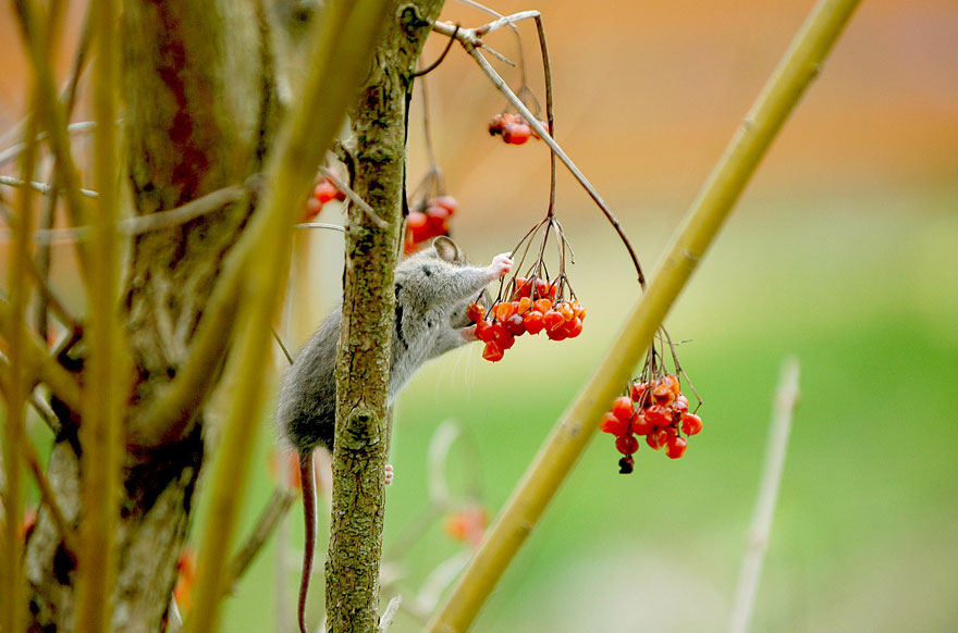 foto-raton-campestre-12