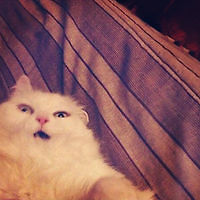 Tom