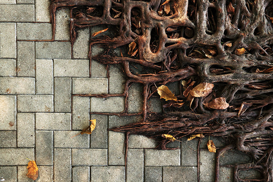 naturaleza-recupera-lugares-abandonados-3