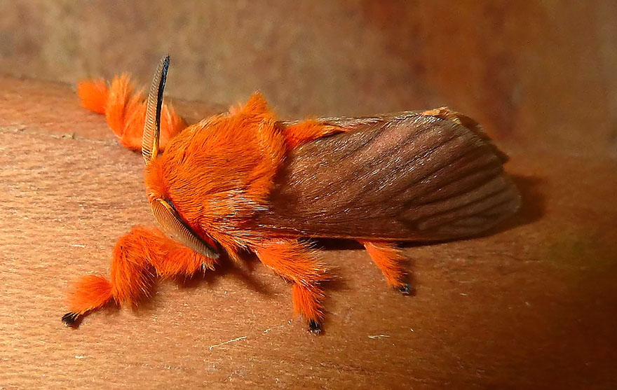 transformacion-orugas-en-mariposas-11-2